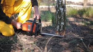 Best Utility Line Clearance  in Richton Park, IL